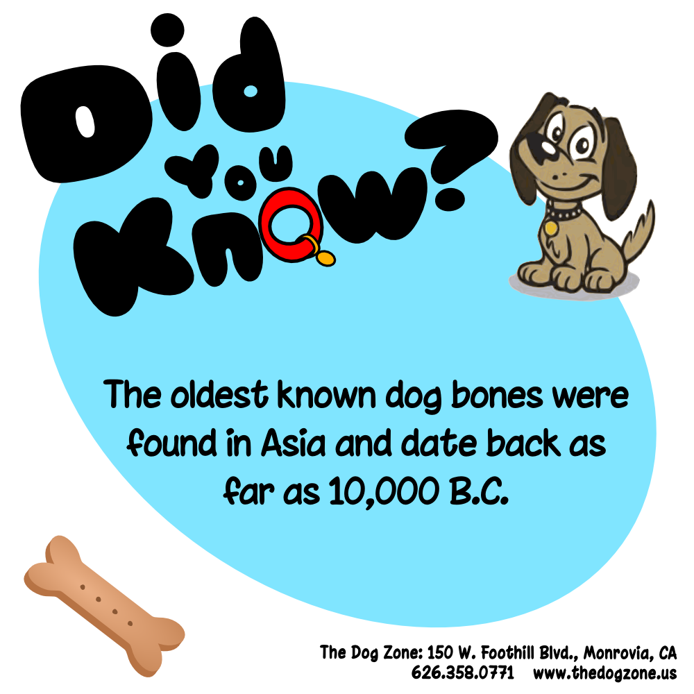 TheDogZone's tweet photo. Oldest bones? https://t.co/tsN99N8DIg