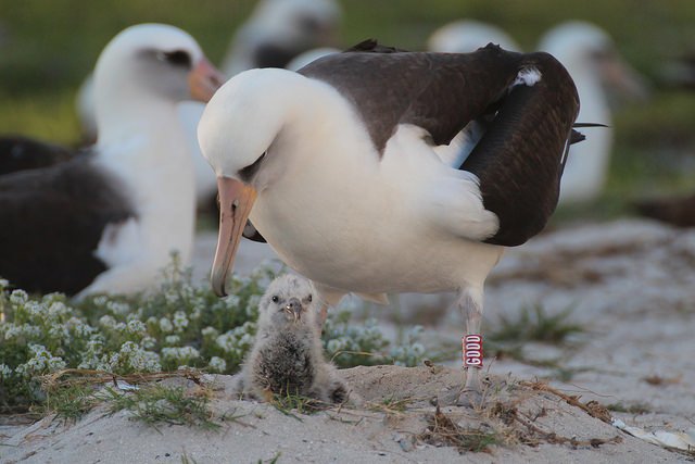 SEO_BirdLife's tweet photo. Hoy hemos conocido al nuevo hijo de Wisdom, el ave (anillada) más longeva. ¡Mamá a los 65! https://t.co/D0VX5Pi7P3 https://t.co/LvoE7FiWfi