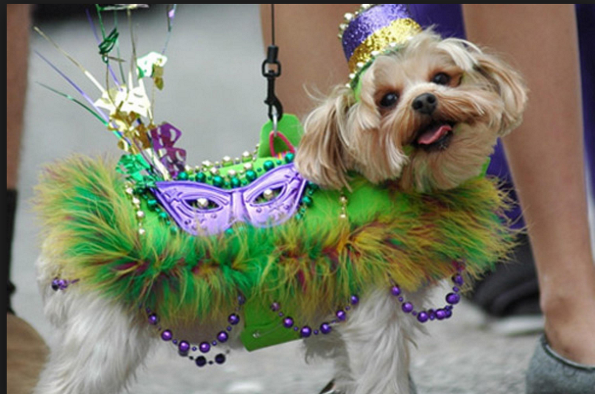 VitaminCcomm's tweet photo. Working today? Like if this #MardiGras puppy made you feel a little happier #NewOrleans #Miami #MiamiParty https://t.co/tor8O65D3l