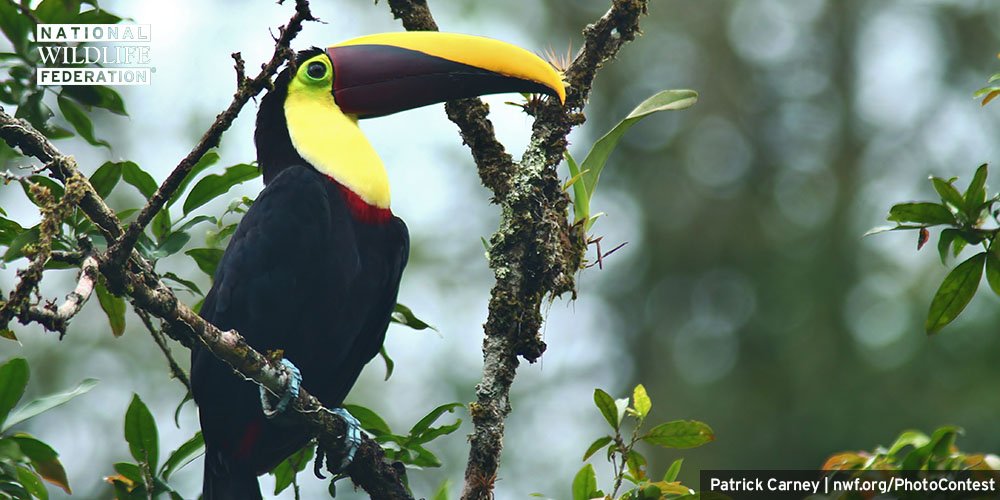 NWF's tweet photo. Deforestation threatens wildlife everywhere—our Intl team has worked for 30+ yrs to curb it https://t.co/u9RlGiUBTW https://t.co/cgchsq4rGI