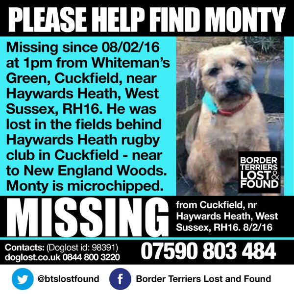 LostboxUK's tweet photo. RT @BTslostfound: @LostboxUK MONTY Missing since 08/02/16 from Whiteman’s Green, Cuckfield, near West Sussex, RH16. https://t.co/z5kiy6Hw75