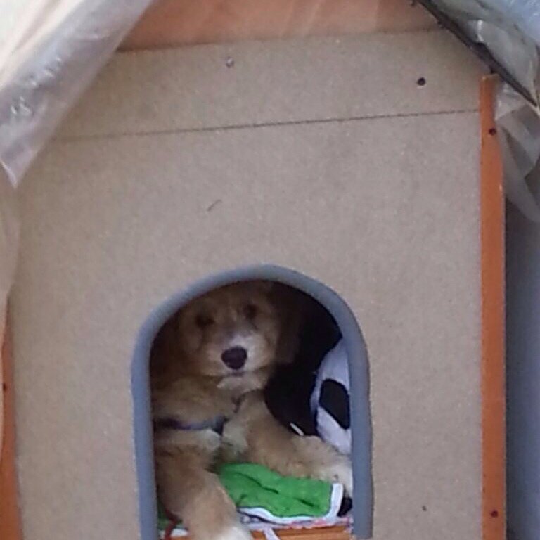 I Tartufi Di Pepe On Twitter Pepe 12 Months Ago Happy