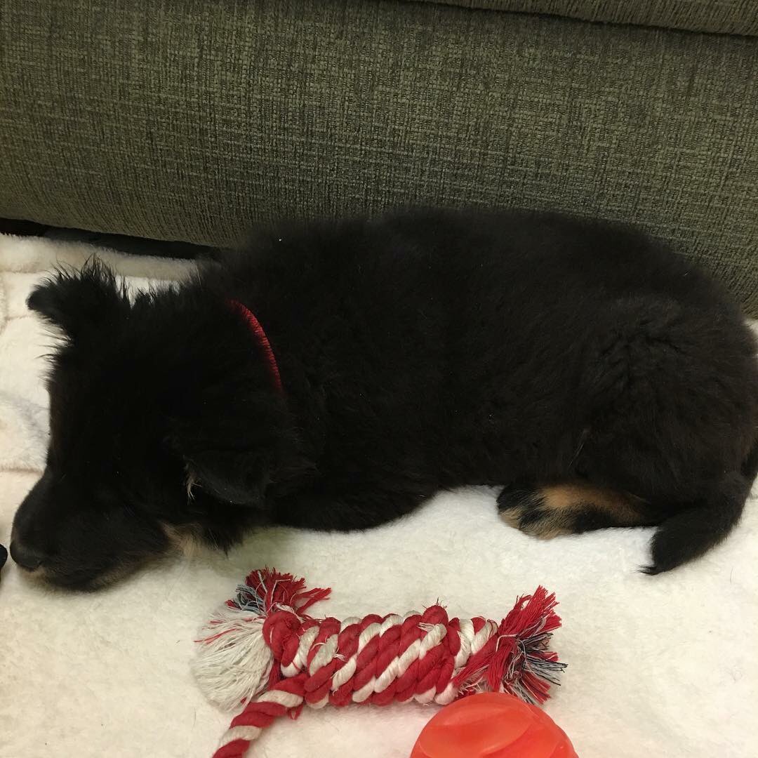 Cecil was not so much help cleaning Pet Club but man he's adorable when he naps! #blindchow #adoptable