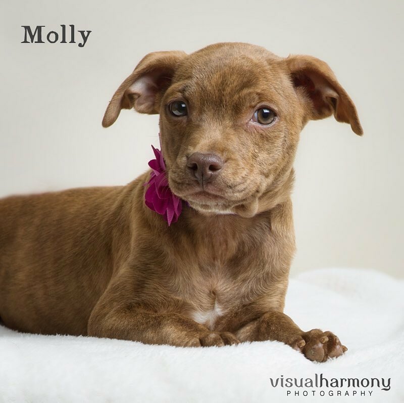Millie's sister Molly! The two of them together just the cutest!! #adoptable #brindle