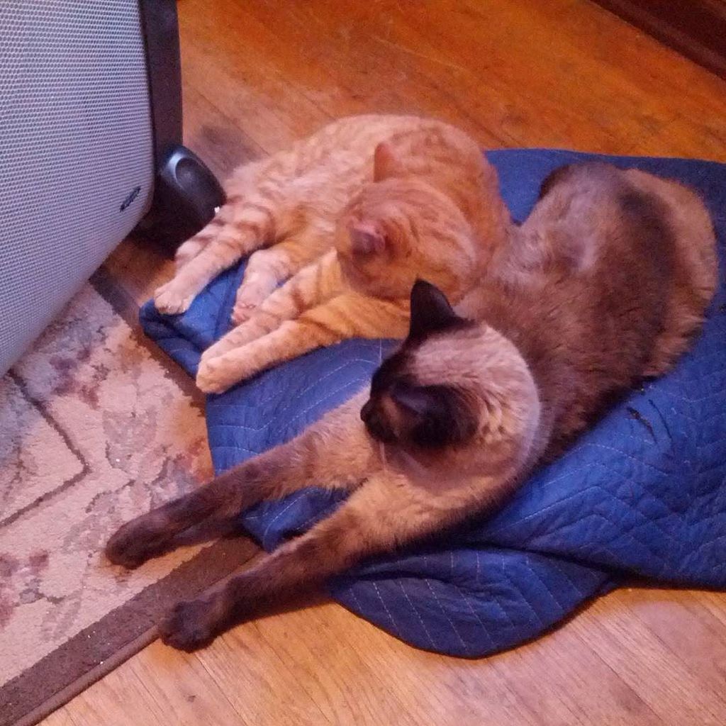 SiameseCatSpot's tweet photo. Wowee I can share a pic from the Siamese Cat Spot Instagram to our Facebook pages. This is… https://t.co/znIO8DGG8p https://t.co/ud42EPpt2J