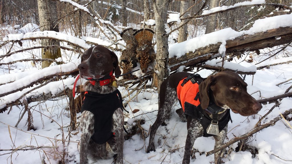 SportDOG Brand tweet media