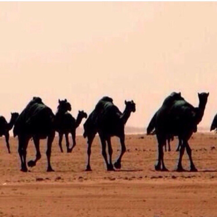 ما يوسع خاطري عقب الدوامي
غير شوف البل مع قفرآ خلي

وكل ضيفآ يحتفابه بالسلامي
ويتباشر  بالغبوق وبالطلي

حسين بن عريج