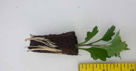 ePlantSource's tweet image. 4 ways to improve your garden mum quality hubs.ly/H023nzj0 by @ePlantSource