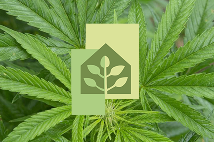 HOVEInt's tweet image. hoveintl.com/news/56-cannab…