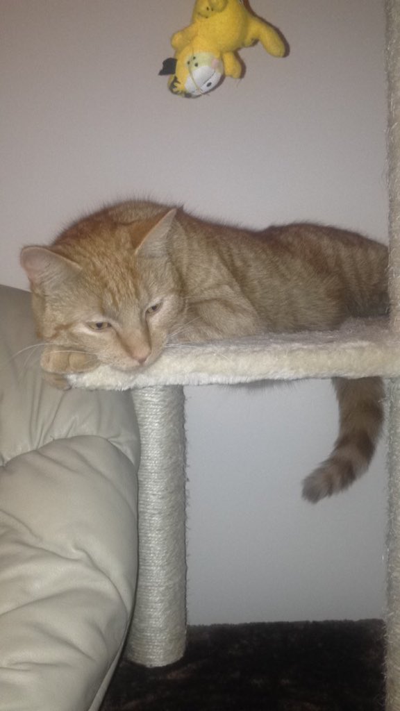 skyysteph's tweet photo. Poor Ed just can't face it @supervet! https://t.co/1FY0271gxC