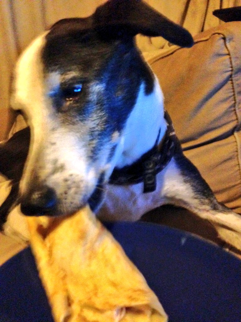 BatdogBrock's tweet photo. CHICKEN PANCAKES FTW!

Happy #PancakeDay! https://t.co/zhR2AQk3oH
