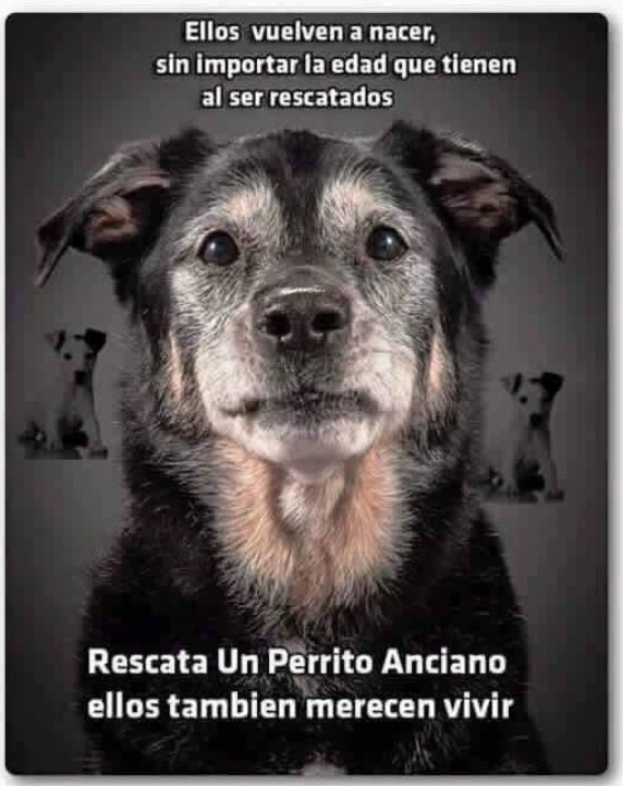 Happy Michicos BOG tweet media