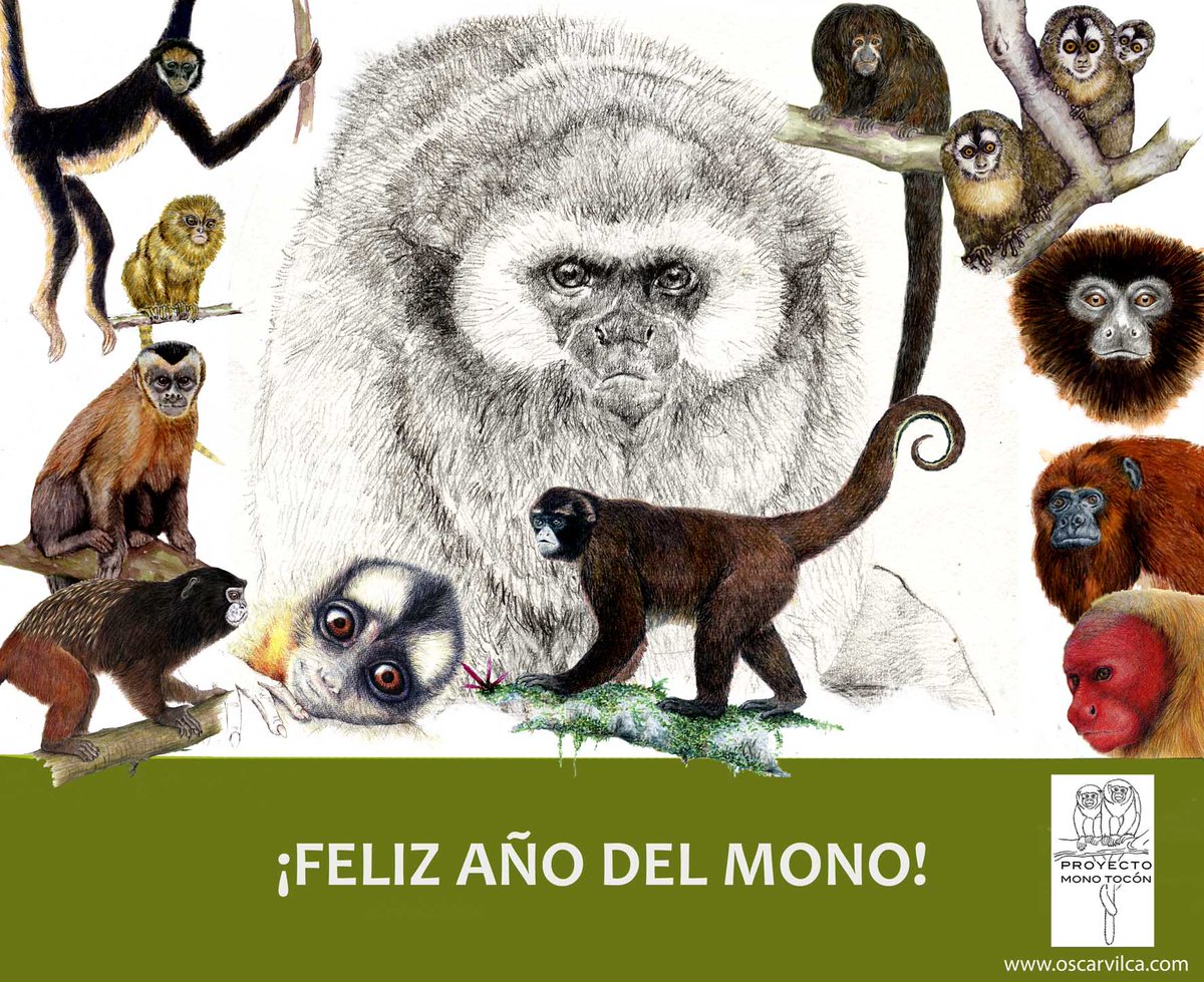 PROYECTO MONO TOCÓN tweet media