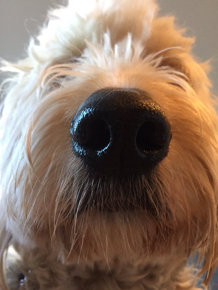 ParkertheGoodle's tweet photo. Am I being nosy? #wetnose #upindatbusiness #goldendoodle https://t.co/C6LWBmzGFo