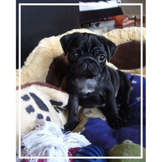 Joy_PhotoCam's tweet photo. #Mops #Pug #puglove #möpschen #schwarzermops #puggy #milomops #babyhund #babymops https://t.co/JhDrqFxhtC https://t.co/HWWsBWX3Re