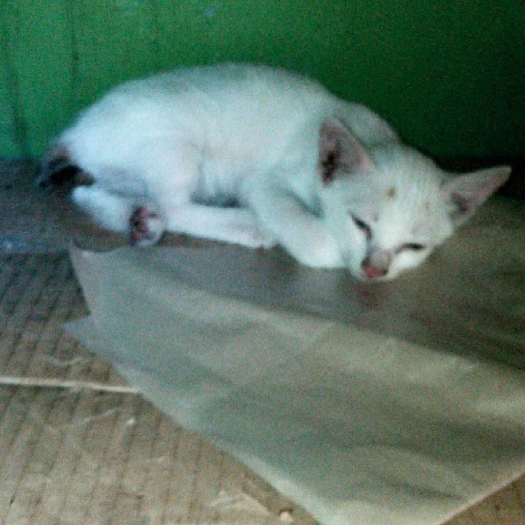 Chatchatcatcat's tweet photo. 🐱
#white #baby #cat #cats #catsofinstagram #instacat #catoftheday #kitty #meow #picoftheday #bestoftheday #picstitc… https://t.co/Wc8BZsSvDC