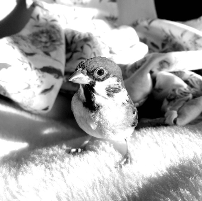 鳥の写真をモノクロにするとすごいかっこいい感じになるのtwitterイラスト検索結果 鳥の写真をモノクロにするとすごいかっこいい感じになるのtwitterイラスト検索結果