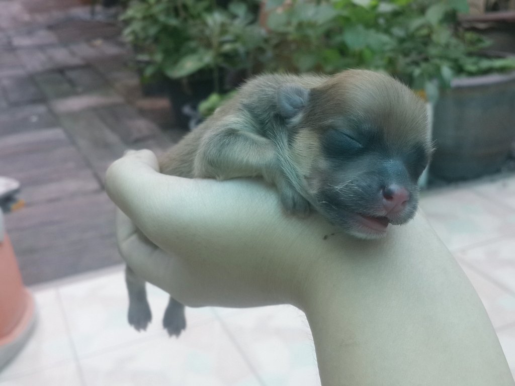 carolinex97's tweet photo. ความหลับของสี่ตัวแม่ลูก;-; ฮื่อ น่ารัก https://t.co/yONRcLhyaM