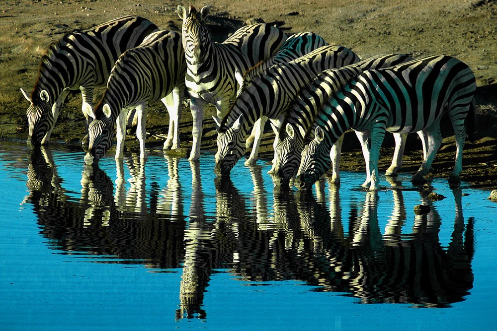 MothClark's tweet image. #Burchell #zebras #Etosha @AfricanWildlife @AFRICA_Nature @africageo @UKWildlifeNews1  #StandByNature @ThunderclapIt