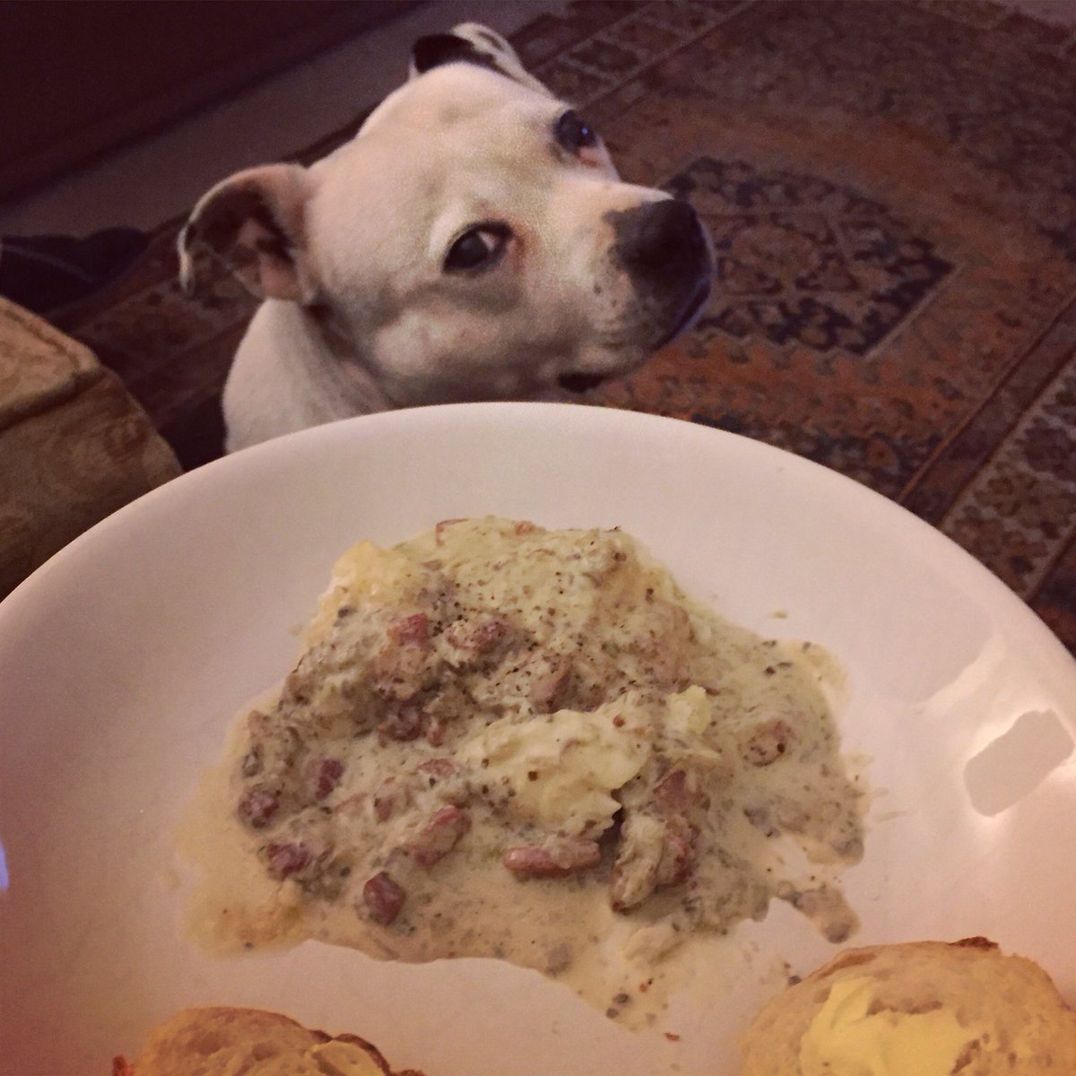 alicemoore100's tweet photo. @SundayBrunchC4 My attempt of the Monkfish with creamy mushroom &amp; bacon sauce #tasty #jealousdog https://t.co/zsR9b556WK