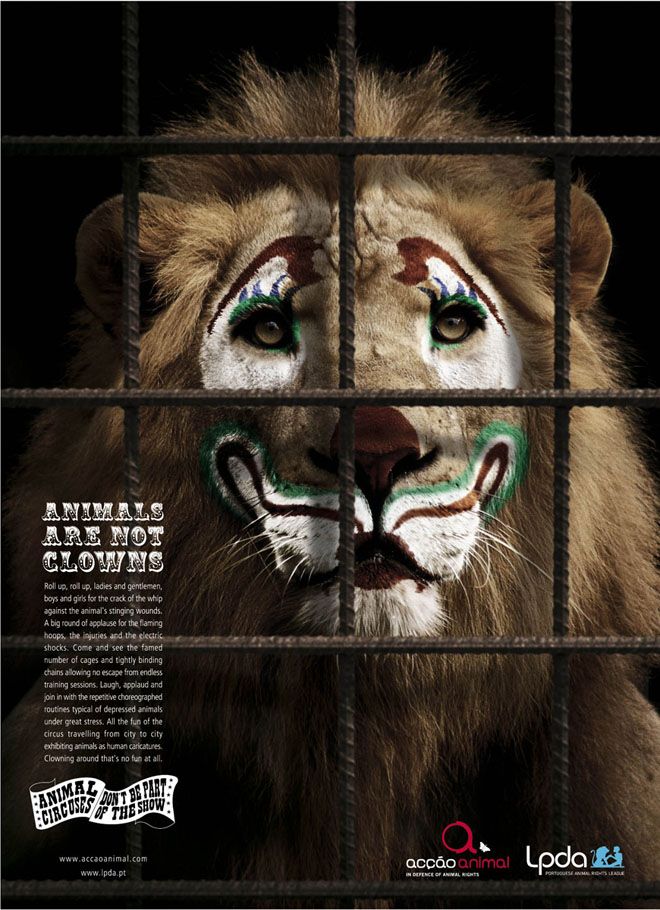 Ecogranjero's tweet photo. No es entretenimiento, es maltrato. Los animales no son payasos, di no a los circos con animales! https://t.co/kkm0e1vc03