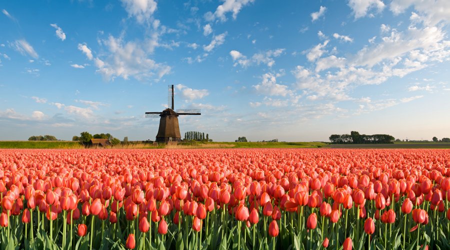 TheDutchBox's tweet photo. Starting spring with #Dutch #Tulips in your garden? We deliver them in the most beautiful colours #worldwide! https://t.co/X6l1Bo455w