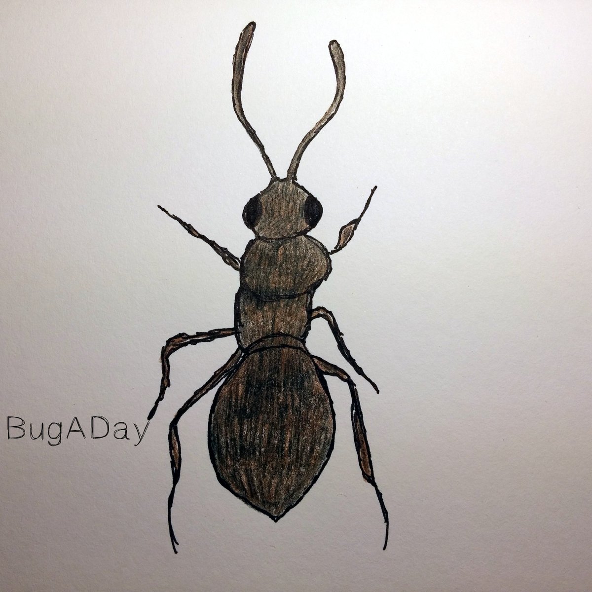 pencil_roll's tweet image. BugADay: This Trimorus pedestre wasp has no wings.
#BugADay #insects #wasp #drawing #sketches