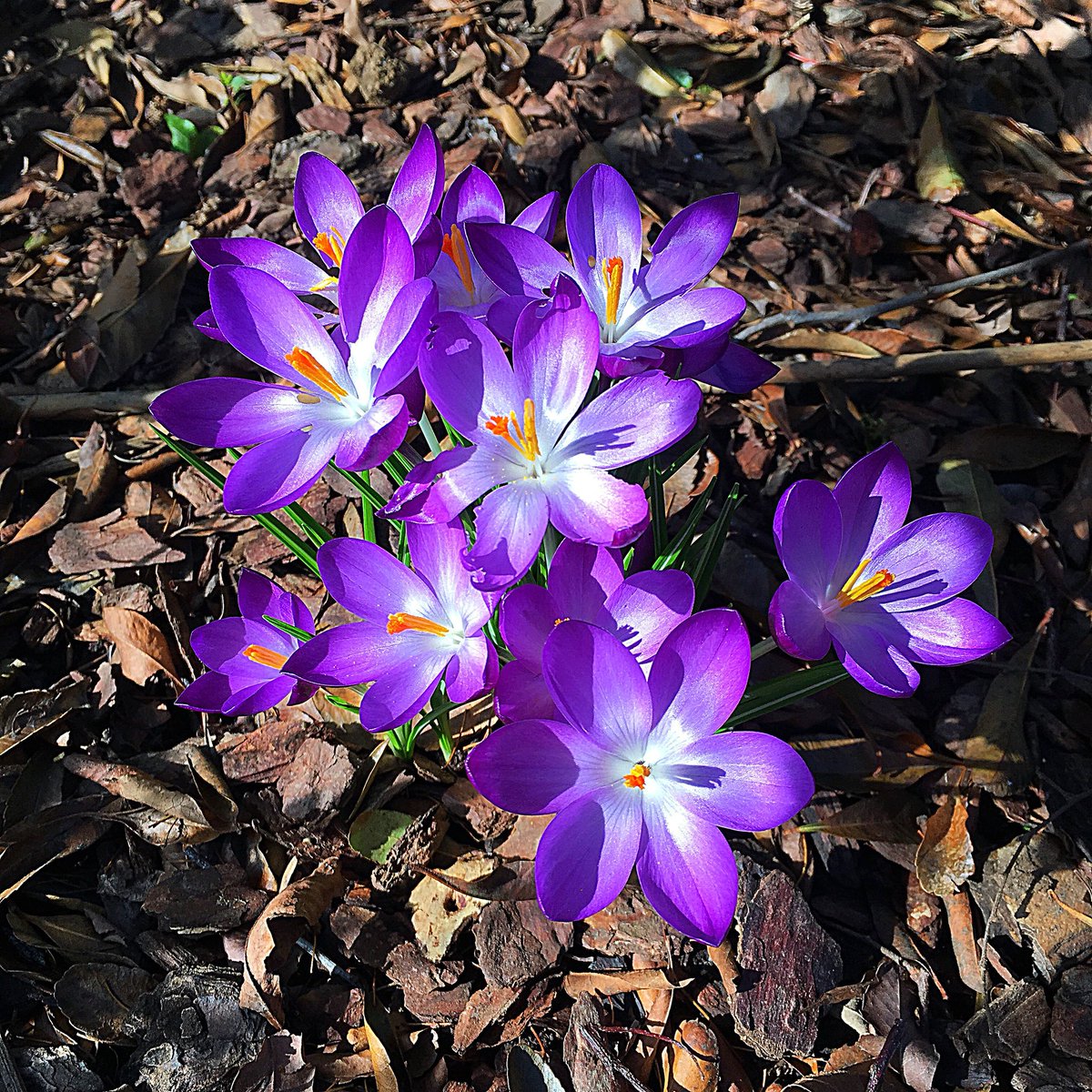 Esempio di fiore #petaloso <a href="/AccademiaCrusca/">Accademia della Crusca</a>