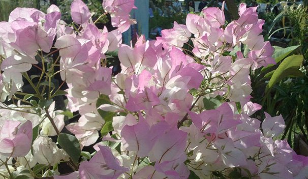 v_lebourgeois's tweet photo. 3/3 #battleflowers contre la grisaille, vous reprendrez bien un p'tit coup de Blush ! cadeau de @tijardin https://t.co/s48dwjOjl3