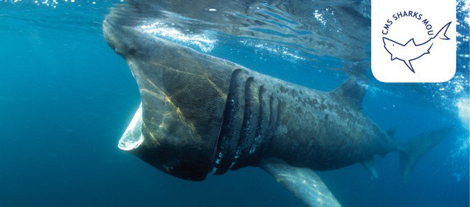 padiaware's tweet photo. Près de 40 pays s'entendent sur des actions pour protéger les requins #SharksMOS2 https://t.co/zIj3GaglEd @UNEP https://t.co/cmrNVx9N1R