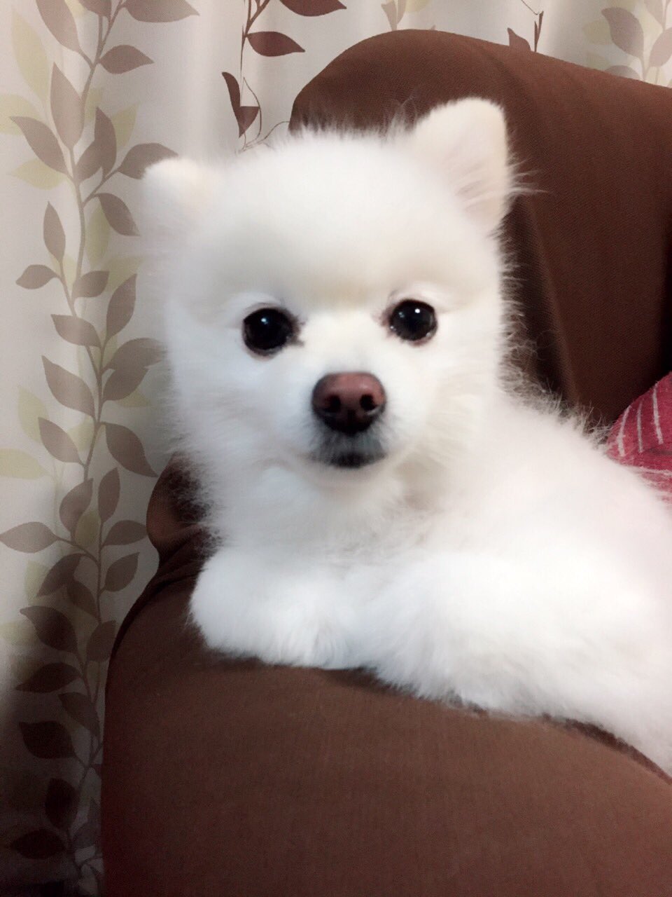 Pomeranan Twitter Search Twitter