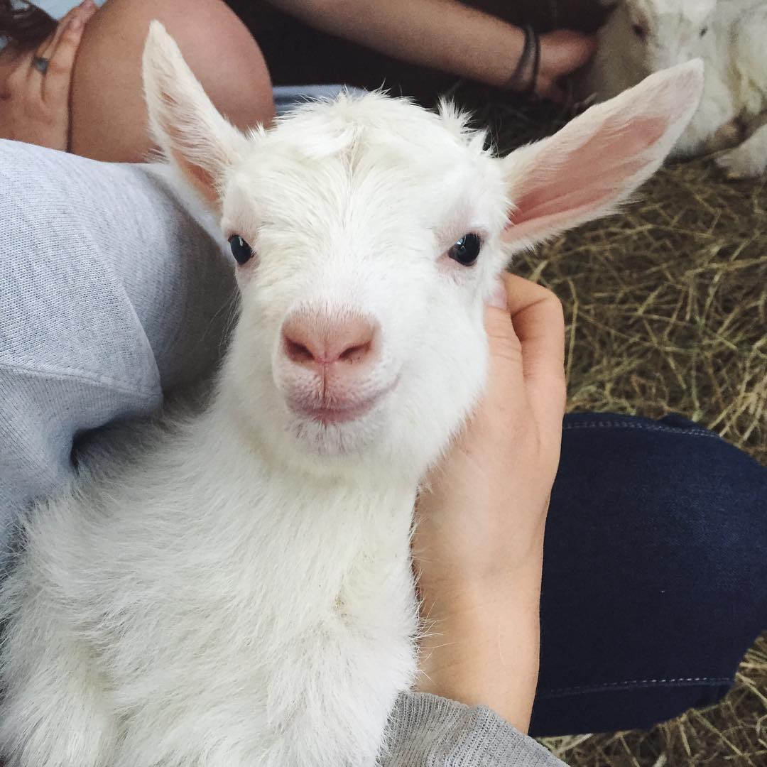 TransMediaGroup's tweet photo. HERE'S LOOKING AT YOU KID! #WonderfulWednesday #HappyGoats #HappySoaps @SerenityGoats https://t.co/obLhTuvrn2