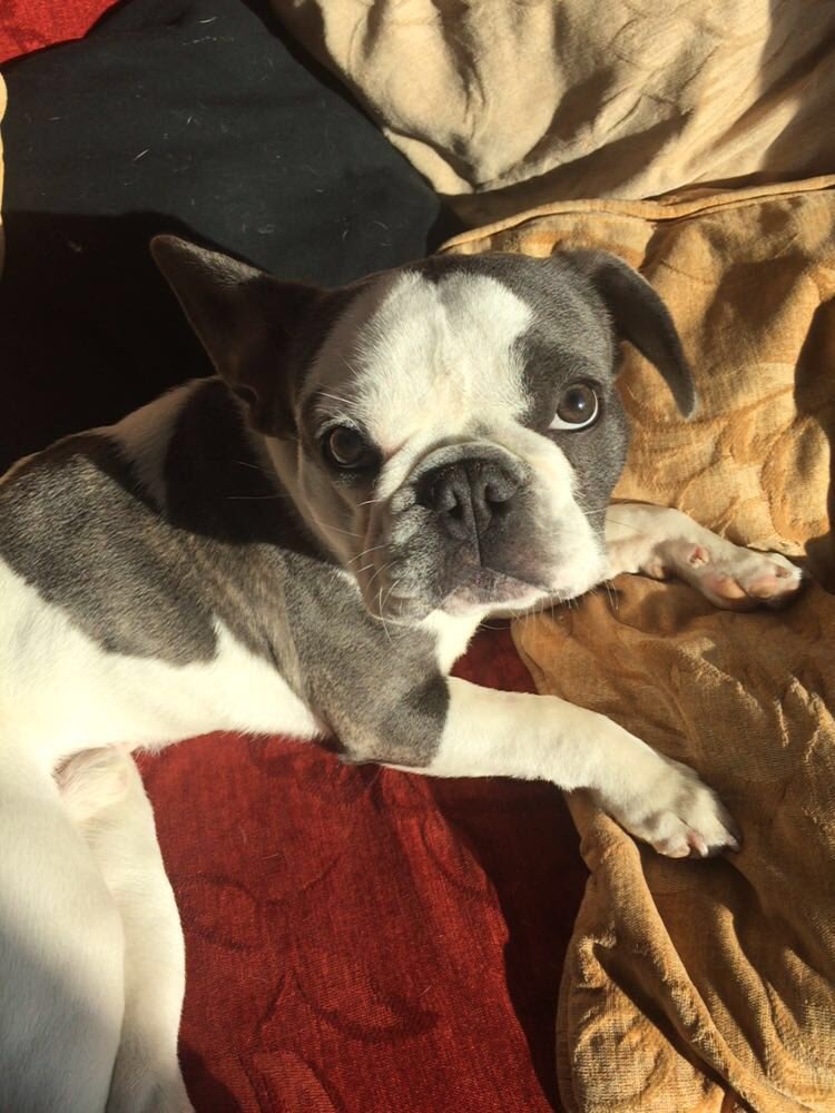 TheVampsband's tweet image. Looking after this baby today. J X