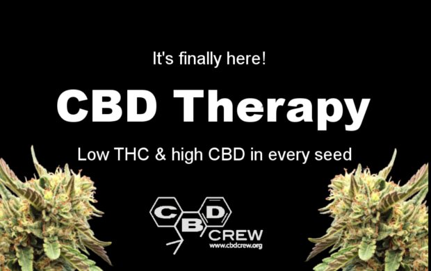 CBDCrewOfficial's tweet photo. All cannabis genetics, no hemp crosses. CBD Therapy, CBD dominant!
#cbd #cbdcrew #cbdtherapy #epilepsy #autism #mmj https://t.co/oVaLCpmoCA
