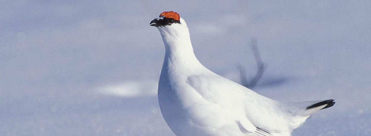 ChasseetPecheTV's tweet image. "Chasse au lagopède dans le grand nord" aujourd'hui à 18h! #QVO Pour plus d'infos: buff.ly/1owHfVQ