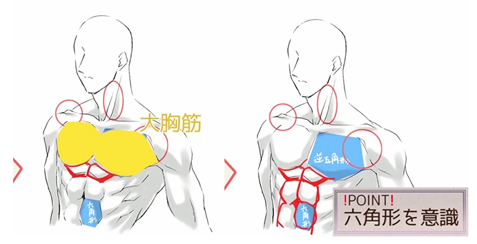 いちあっぷ By Mugenup クリエイティブ制作会社 大胸筋と腹筋の描き方 スジだけ描いても細マッチョにはならない 上半身の筋肉の描き方講座 いちあっぷ講座 T Co F6zkvj95se T Co G1ftkssd2p