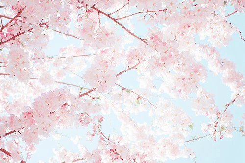 꽃봇 (@blossoms_bot) on Twitter photo 