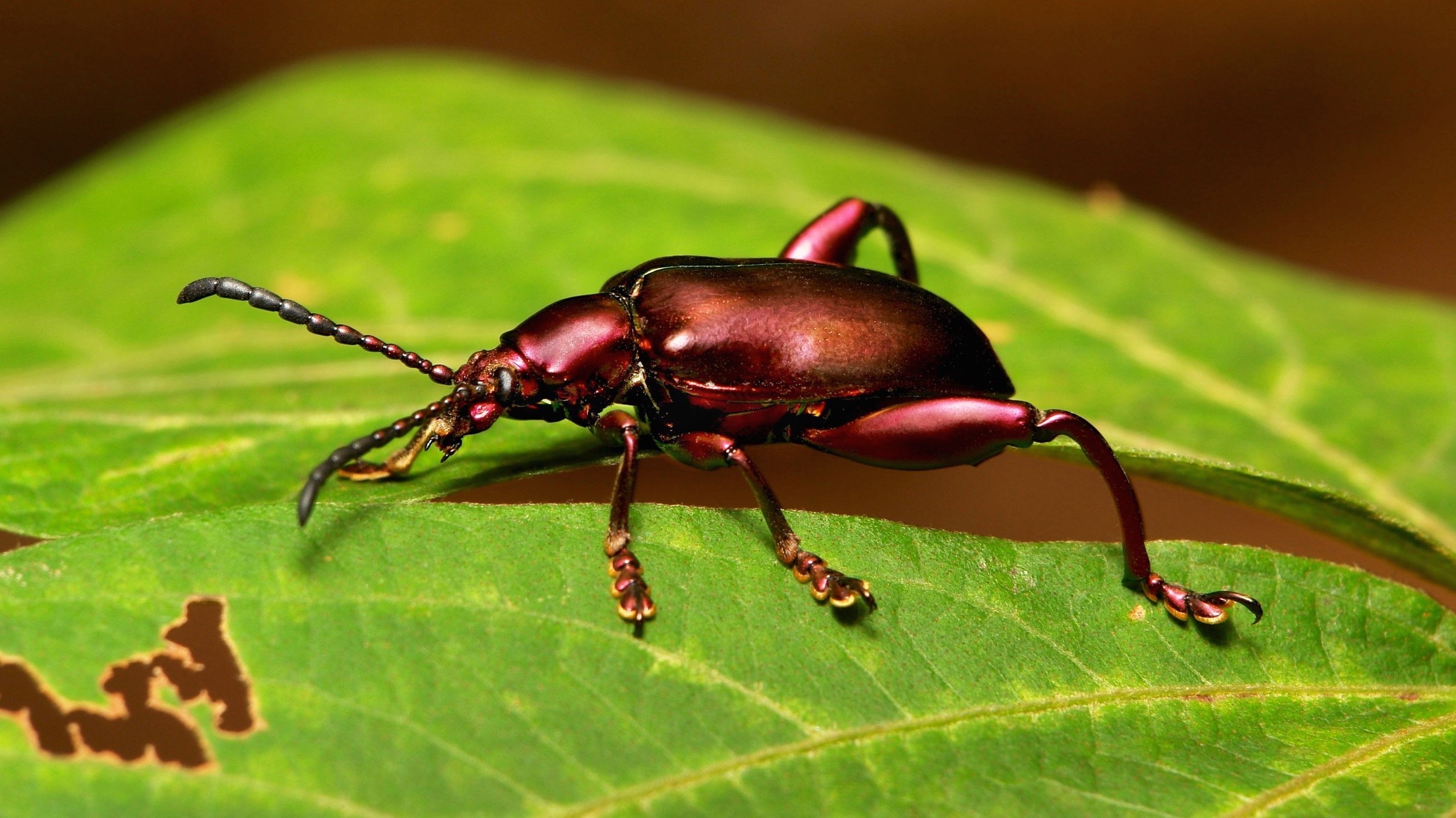 O Xrhsths John Horstman Sto Twitter Frog Legged Leaf Beetle Sagra Cf Femorata Chrysomelidae T Co Wbddgp08qq China Insect Itchydogimages T Co I33sdn2evu Twitter