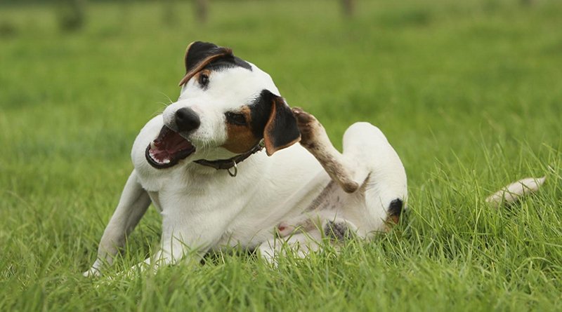 babyanddog's tweet photo. How To Stop Dog Scratching
#dog, #DogScratching, #DogTraining,#StopDogScratching
https://t.co/URwUnpXwQY https://t.co/cju0KSusAU