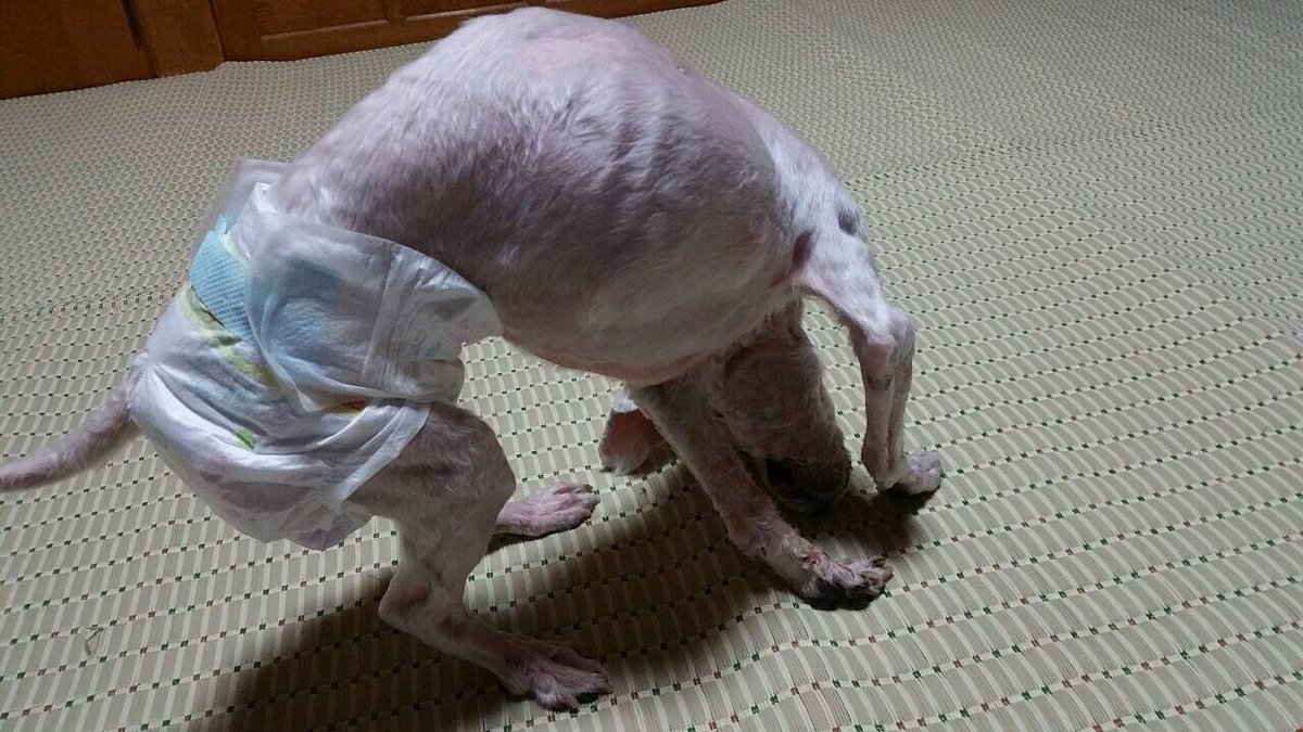 0n7yQlLtPpoZsfE's tweet photo. RTお願いします！この犬ゎ山の中で山城さんという方が保護しました。目も見えなく耳も聞こえなく嗅覚も衰えています。足も日々悪くなって安楽死をさせた方がいいのかどうすればいいかわかりません。今志村動物のハイジの方に応募しています。協力願 https://t.co/xuGtN65BKm