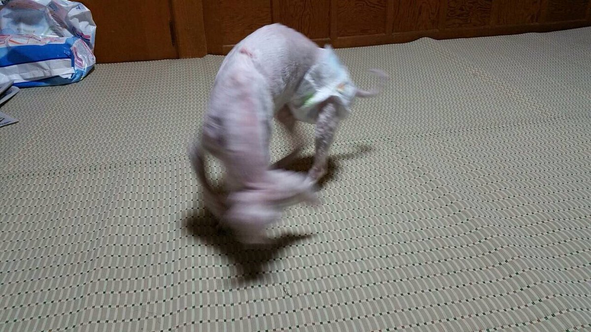 0n7yQlLtPpoZsfE's tweet photo. RTお願いします！この犬ゎ山の中で山城さんという方が保護しました。目も見えなく耳も聞こえなく嗅覚も衰えています。足も日々悪くなって安楽死をさせた方がいいのかどうすればいいかわかりません。今志村動物のハイジの方に応募しています。協力願 https://t.co/xuGtN65BKm