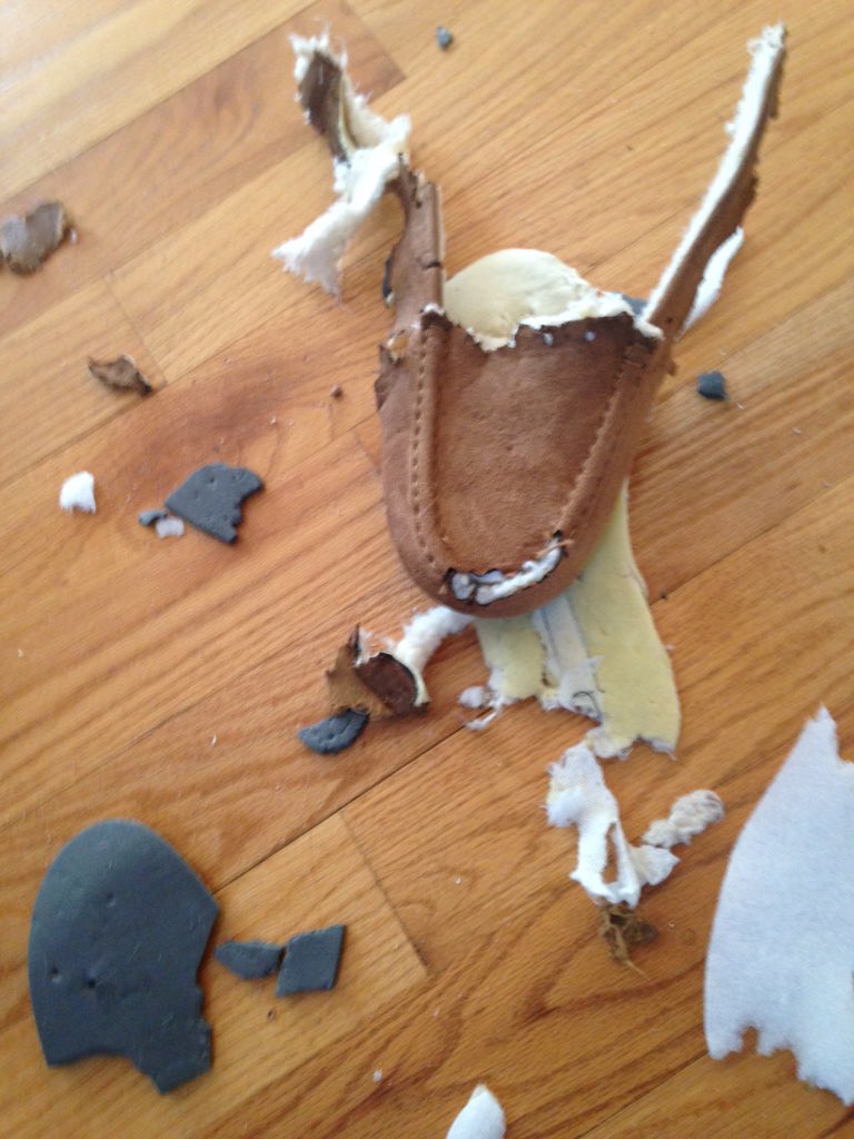 RIP warm slipper. You shielded my toes from cold floors daily. You will be missed #puppies #coldfeet