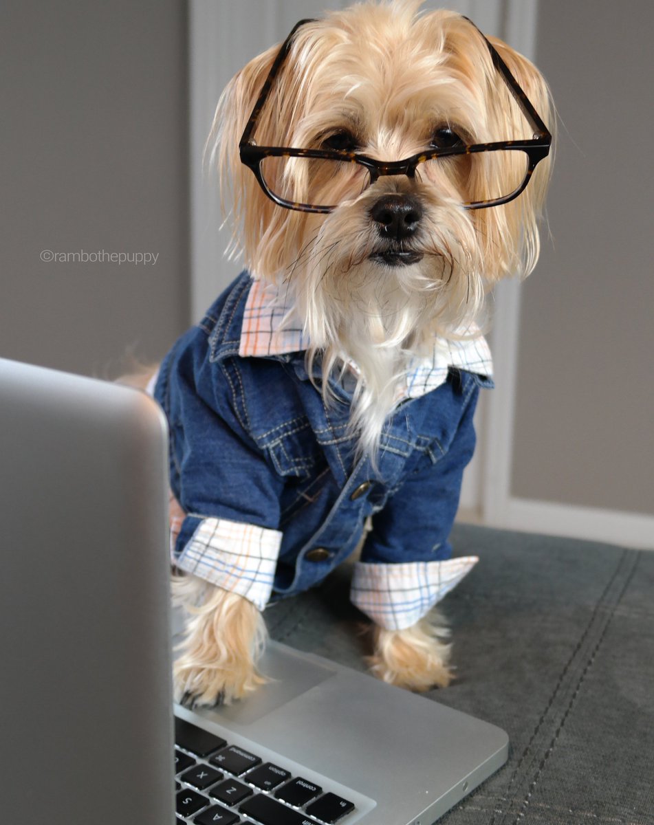 rambothepuppy's tweet photo. i just emailed your boss and told her youβre taking a sick day today.
#SickWithLOVE #ForMEEE #Mondays https://t.co/OLA298Qgux