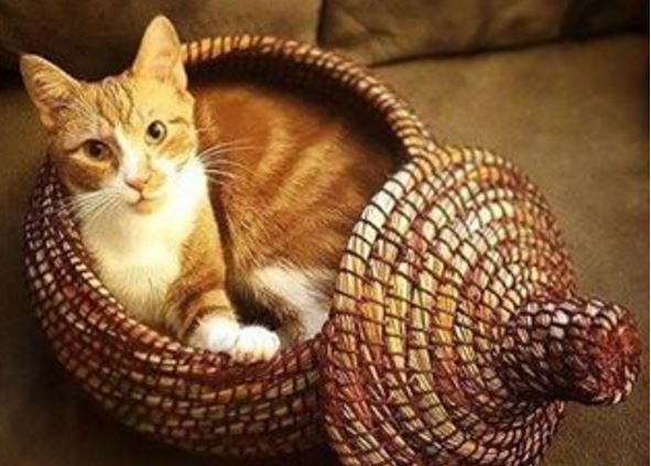 Villages's tweet photo. When #Monday rolls around and you don't feel like getting out of bed... or a basket... https://t.co/nTtLcfbw43
