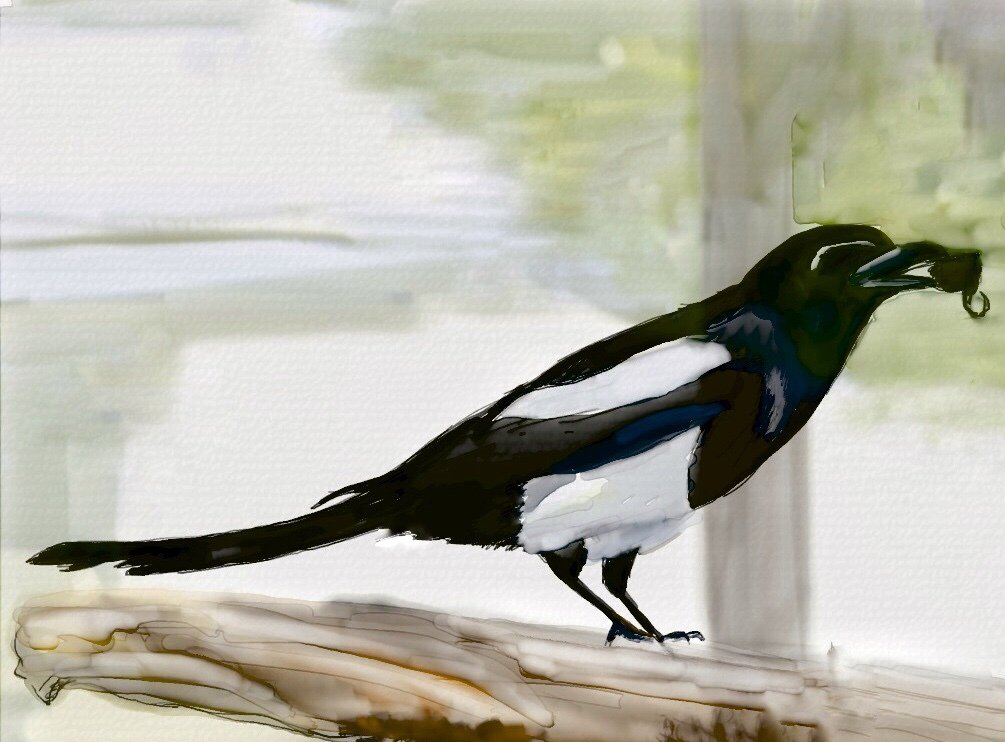 AurynInk's tweet photo. marauderfan:

Magpie, Yellowstone Park

Lovely! thanks for sharing Susi. https://t.co/HvY0PsRtCk