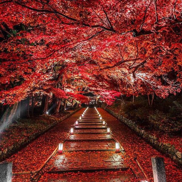 Sakurako_267's tweet photo. @hippiecuster @hyacinth1403 @Ele_Diaz_Ox @planterose03 @jeanclaudelafo1 @LaurenMoira 

日本の秋の風景です。 https://t.co/MTImsmiEzu
