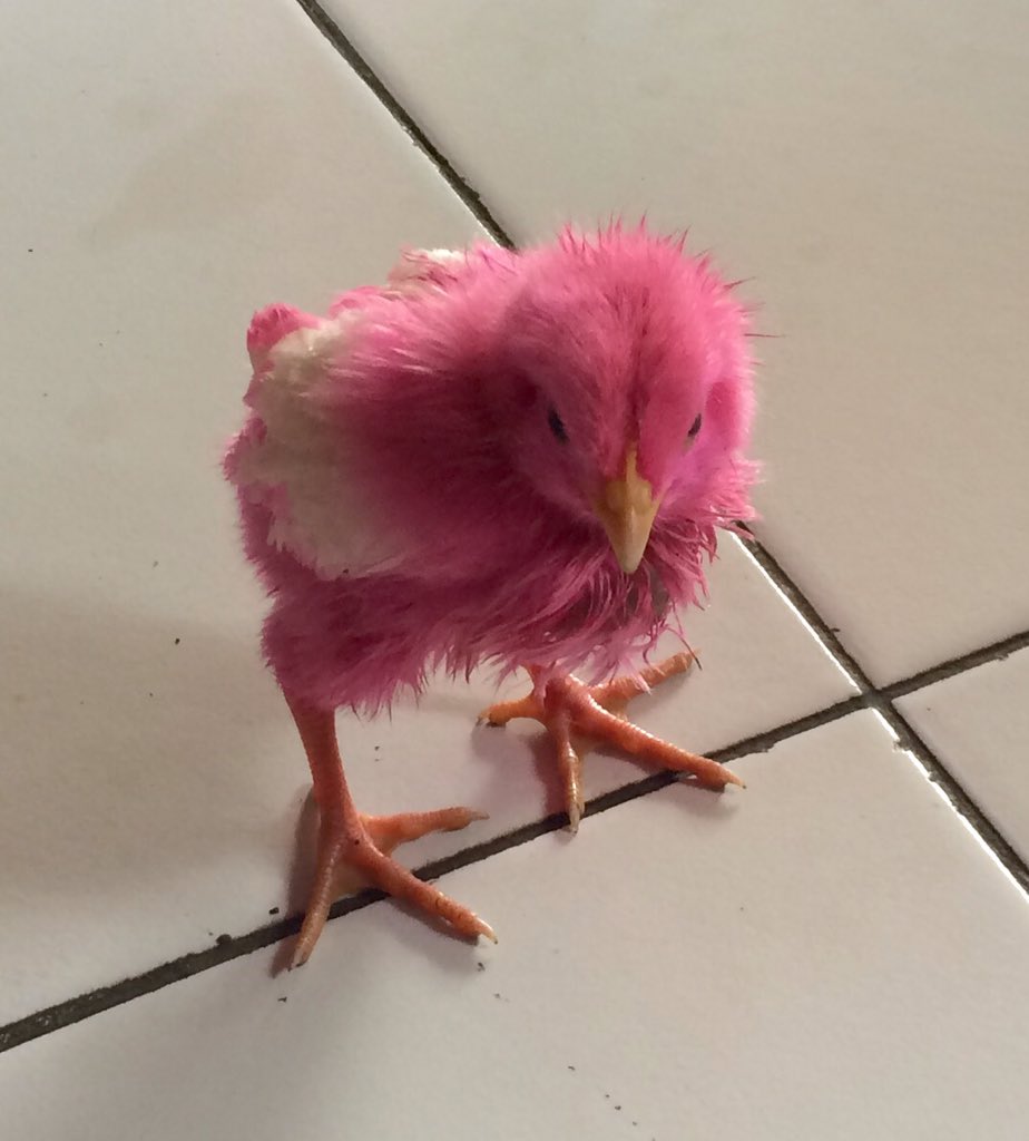 chefallenmuriel's tweet photo. No chicks like this in the UK!... #weird and #wonderful #indonesia https://t.co/Utav3D2AmT
