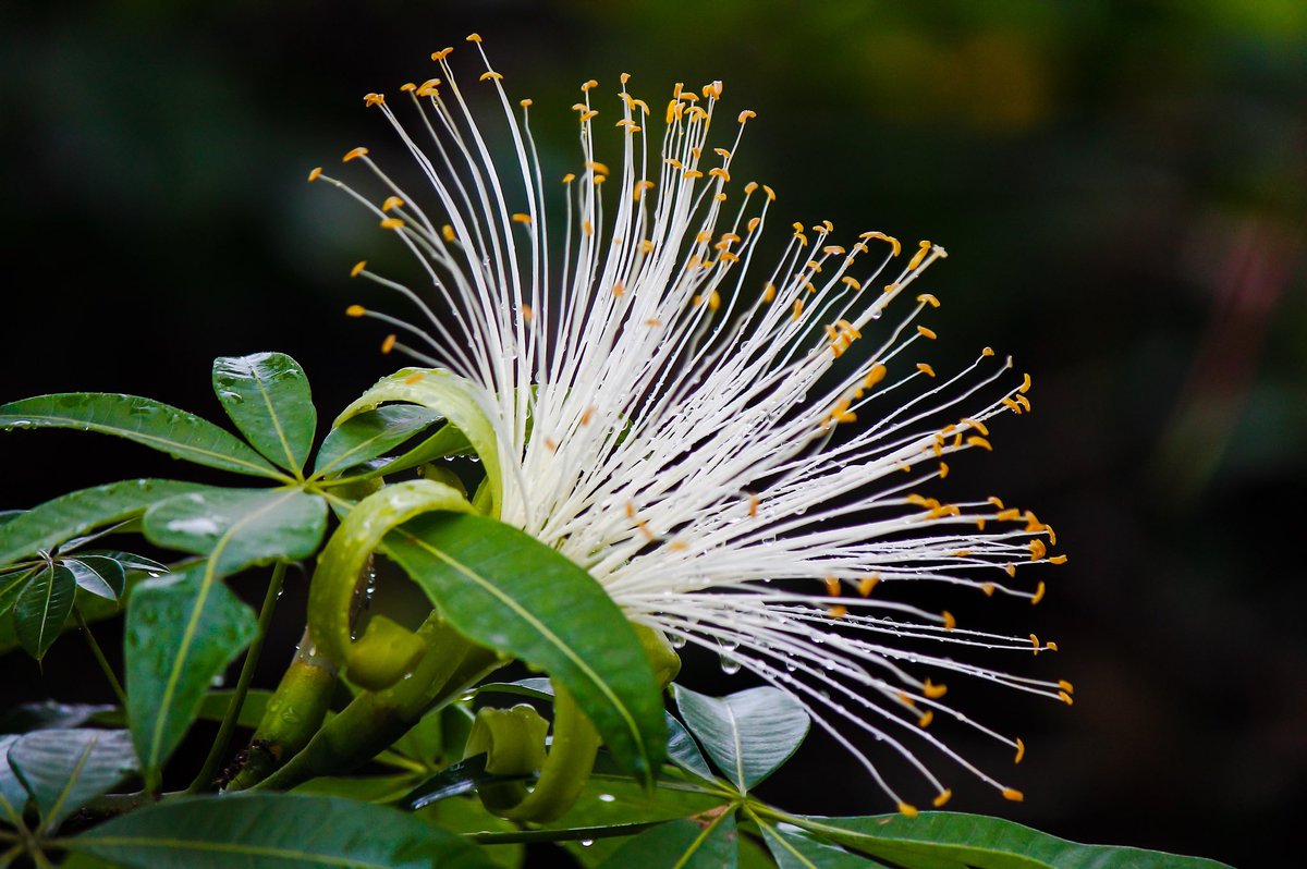 Flor del árbol del dinero (Pachira aquatica) por la mañana. #flor  #moneytree #flower #nature #monguba #pumpo #nature, image size:1200x798