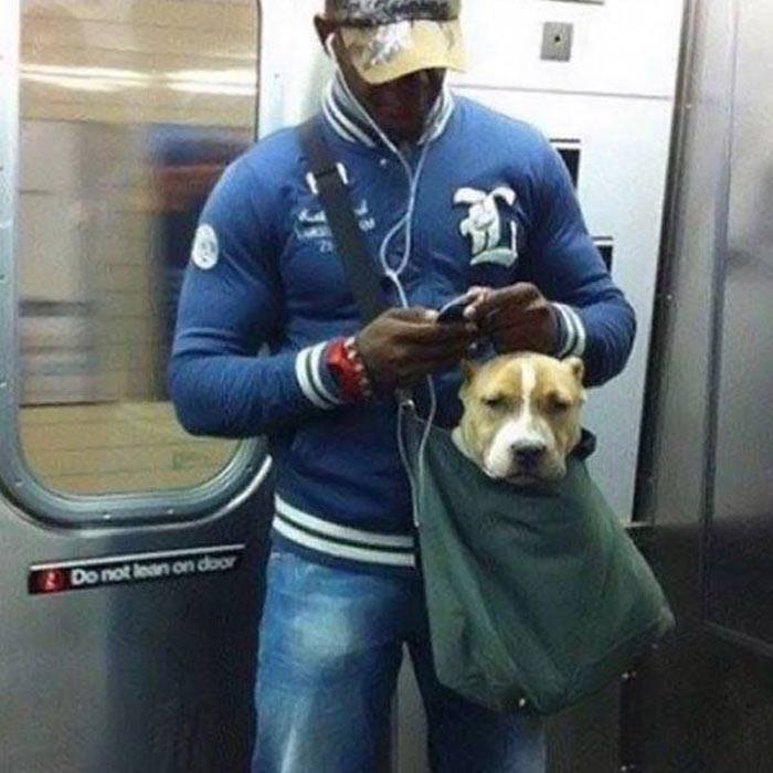 Nycの地下鉄 バッグに入ってない 大型 犬連れ込み禁止 ニューヨーカー Ok 入ればいいんだな Togetter
