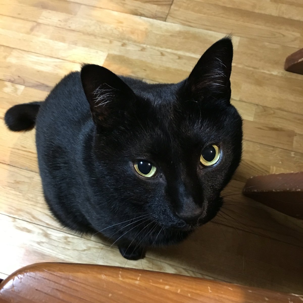 香恋 U Tvitteri 黒猫ってずるいよね このイケメン顔で体重8kg のデブ猫なんだよ 写真だと太ってるように見えないんだよ 猫の日 T Co Ppgg5qhotf